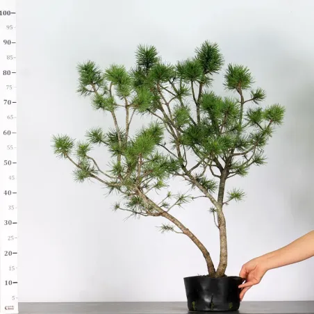 image supplémentaire - PREBONSAI PIN À CROCHETS...