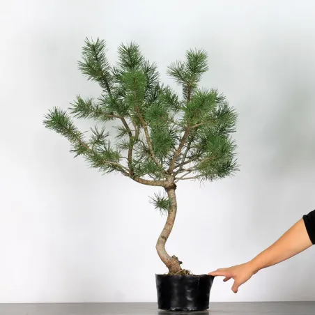 PREBONSAI "PINUS UNCINATA" n°3