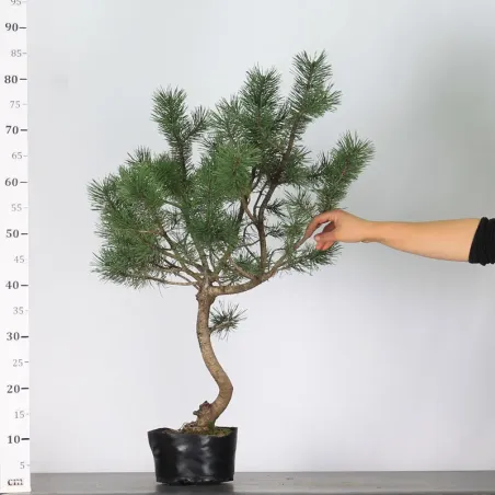 image supplémentaire - PREBONSAI "PINUS UNCINATA" n°3