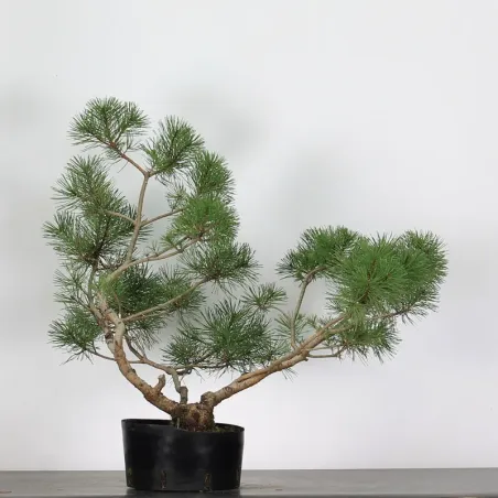 PREBONSAI PIN À CROCHETS "PINUS UNCINATA" n°4