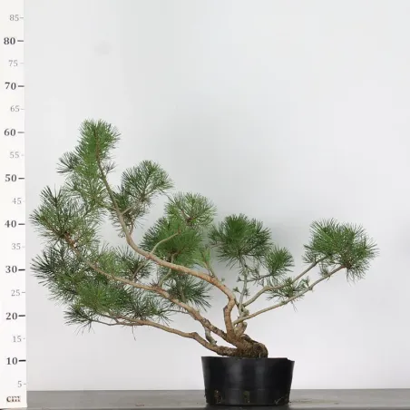 image supplémentaire - PREBONSAI "PINUS UNCINATA" n°4