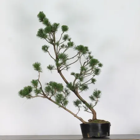 PREBONSAI PIN À CROCHETS "PINUS UNCINATA" n°5