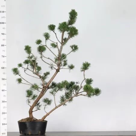 image supplémentaire - PREBONSAI PIN À CROCHETS...