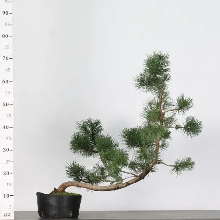 image supplémentaire - PREBONSAI PIN À CROCHETS...
