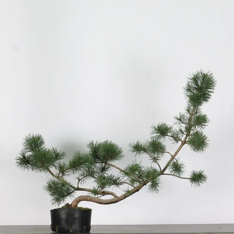 PREBONSAI PIN À CROCHETS "PINUS UNCINATA" n°6