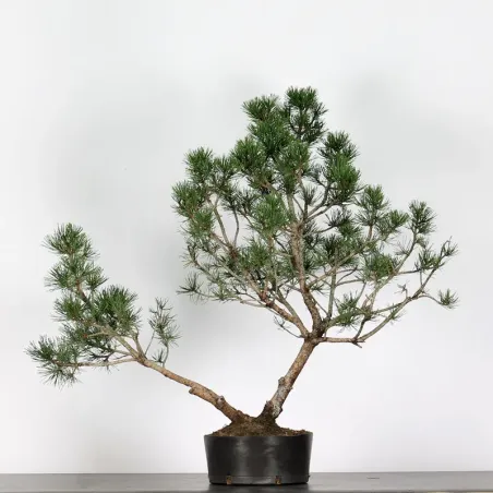 PREBONSAI PIN À CROCHETS "PINUS UNCINATA" n°7