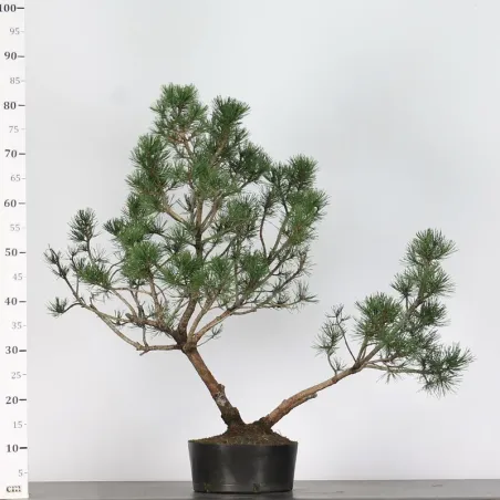 image supplémentaire - PREBONSAI "PINUS UNCINATA" n°7