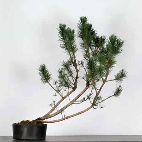 PREBONSAI PIN À CROCHETS "PINUS UNCINATA" n°8