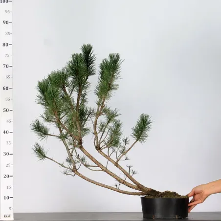 image supplémentaire - PREBONSAI PIN À CROCHETS...