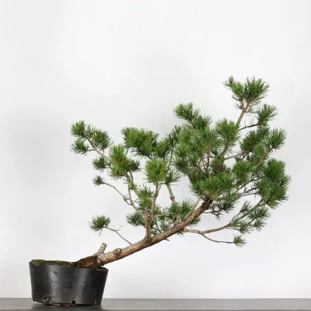 PREBONSAI PIN À CROCHETS "PINUS UNCINATA" n°9