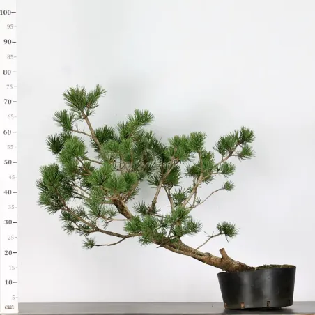 image supplémentaire - PREBONSAI "PINUS UNCINATA" n°9