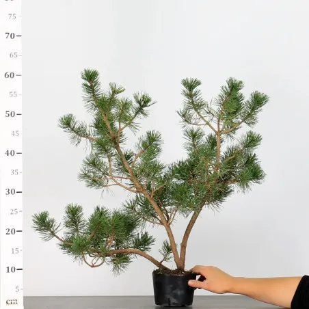 image supplémentaire - PREBONSAI PIN À CROCHETS...
