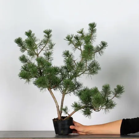 PREBONSAI PIN À CROCHETS "PINUS UNCINATA" n°10