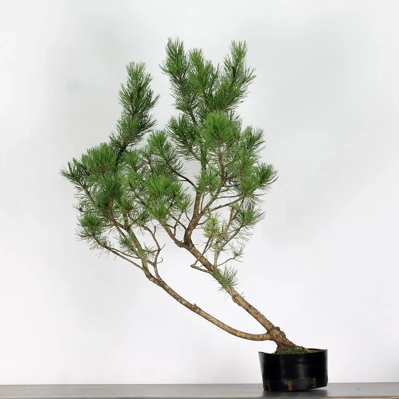 PREBONSAI PIN À CROCHETS "PINUS UNCINATA" n°20