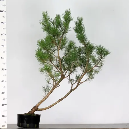 image supplémentaire - PREBONSAI "PINUS UNCINATA"...