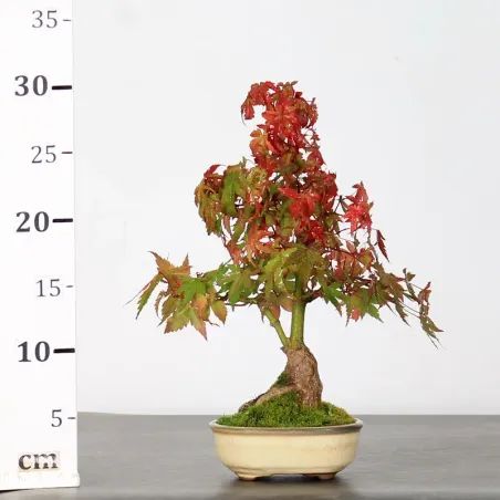 image supplémentaire - ÉRABLE DU JAPON "ACER...