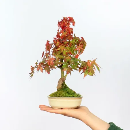 Bonsai Erable Palmatum APS-2-4