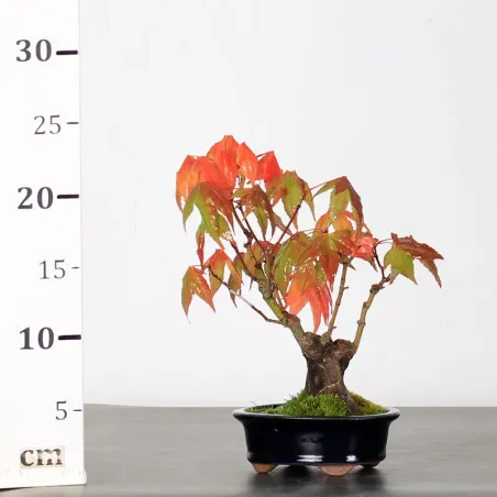 image supplémentaire - ÉRABLE DU JAPON "ACER...