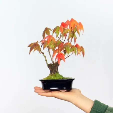 Bonsai Erable Palmatum APS-2-6