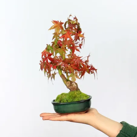 Bonsai Erable Palmatum APS-2-8