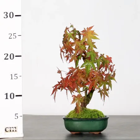 image supplémentaire - AUTUMN OFFER ACER PALMATUM...