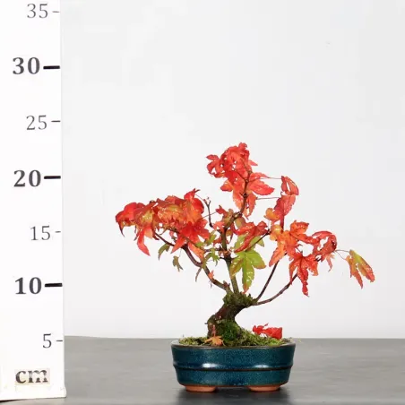 image supplémentaire - AUTUMN OFFER ACER PALMATUM...