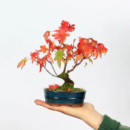 Bonsai Erable Palmatum APS-2-9