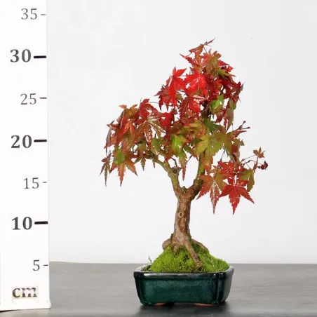 image supplémentaire - ÉRABLE DU JAPON "ACER...