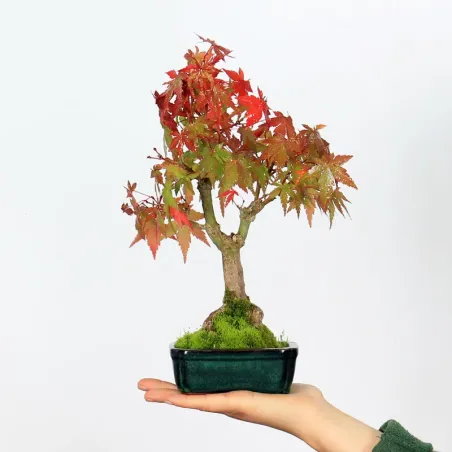 Bonsai Erable Palmatum APS-2-11