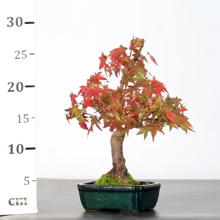 image supplémentaire - ÉRABLE DU JAPON "ACER...