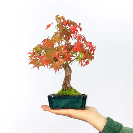 Bonsai Erable Palmatum APS-2-12