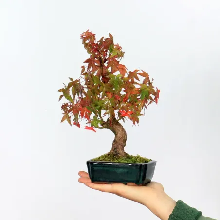 Bonsai Erable Palmatum APS-2-13