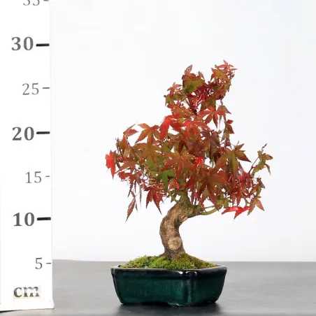image supplémentaire - ÉRABLE DU JAPON "ACER...
