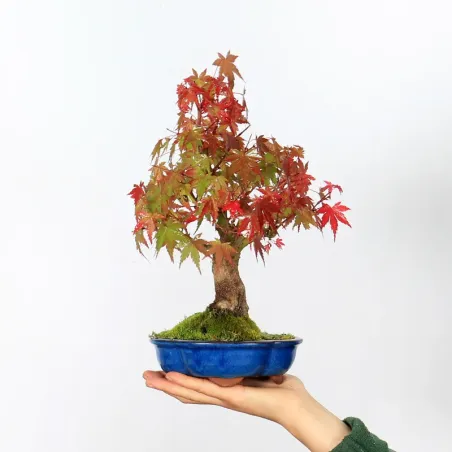 Bonsai Erable Palmatum Shohin APS-2-14