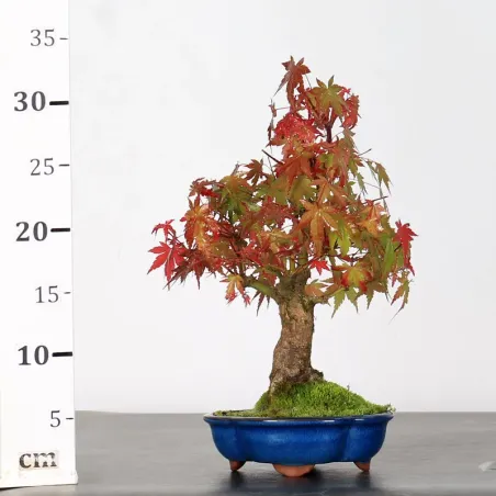 image supplémentaire - AUTUMN OFFER ACER PALMATUM...