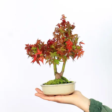 Bonsai Erable Palmatum Shohin APS-2-15