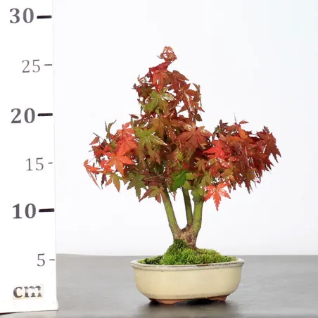 image supplémentaire - AUTUMN OFFER ACER PALMATUM...