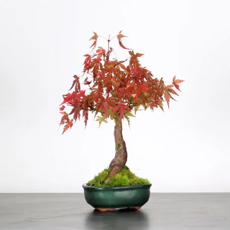 image supplémentaire - ÉRABLE DU JAPON "ACER...
