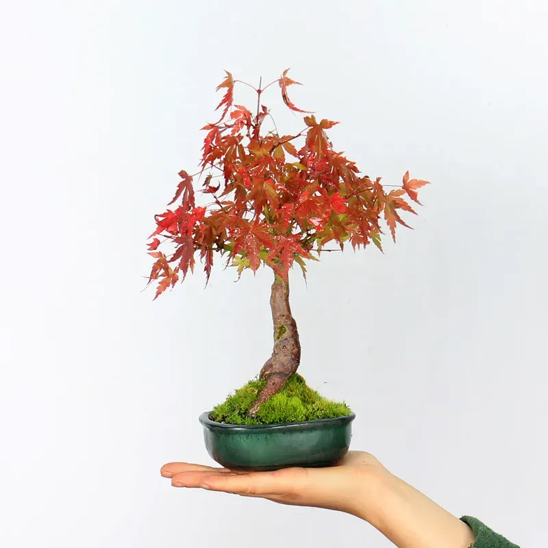 Bonsai Erable Palmatum Shohin APS-2-16