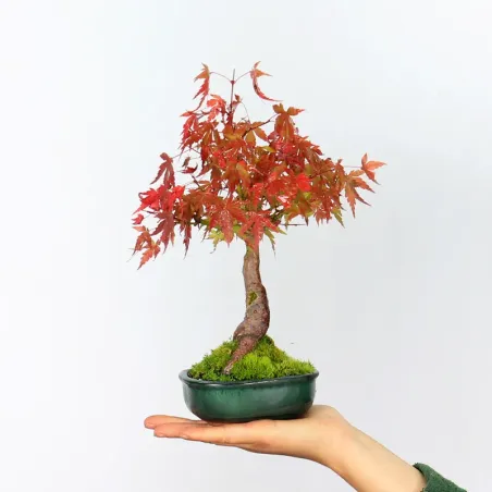 Bonsai Erable Palmatum Shohin APS-2-16