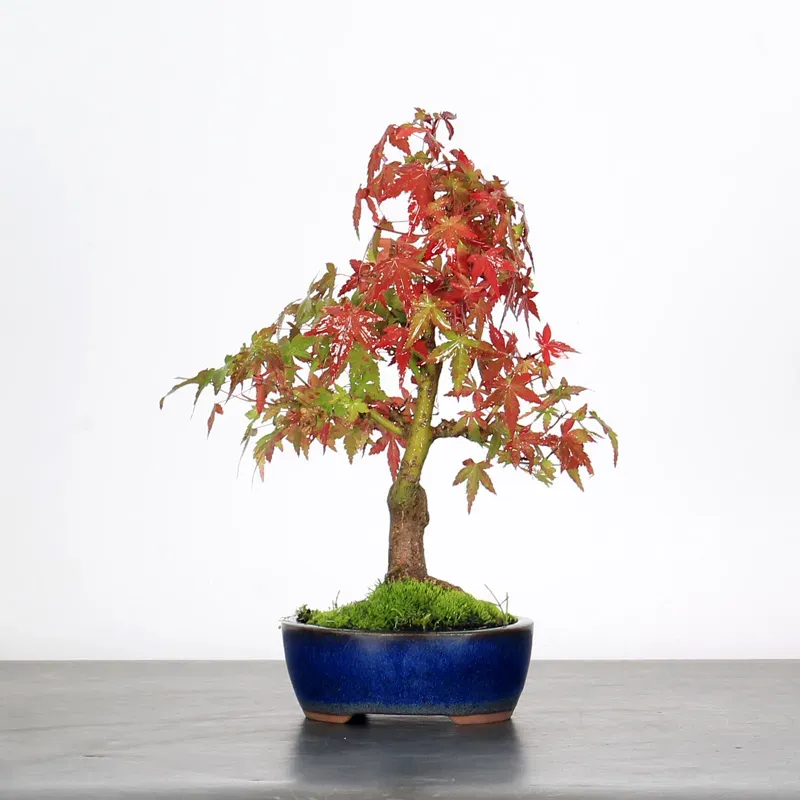 image supplémentaire - ÉRABLE DU JAPON "ACER...