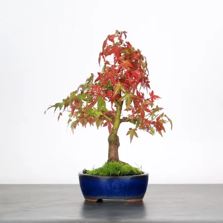 image supplémentaire - ÉRABLE DU JAPON "ACER...