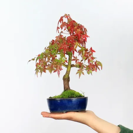 Bonsai Erable Palmatum Shohin APS-2-17