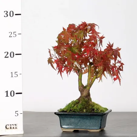image supplémentaire - ÉRABLE DU JAPON "ACER...