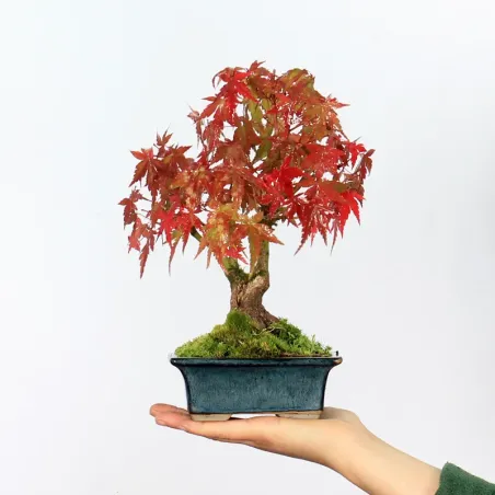 Maple Bonsai Palmatum Shohin APS-2-18