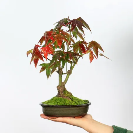 Bonsai Erable Palmatum Shohin APS-2-19