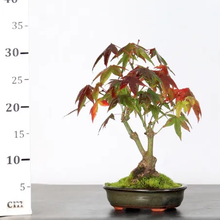 image supplémentaire - ÉRABLE DU JAPON "ACER...