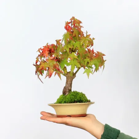 Bonsai Erable Palmatum Shohin APS-2-20