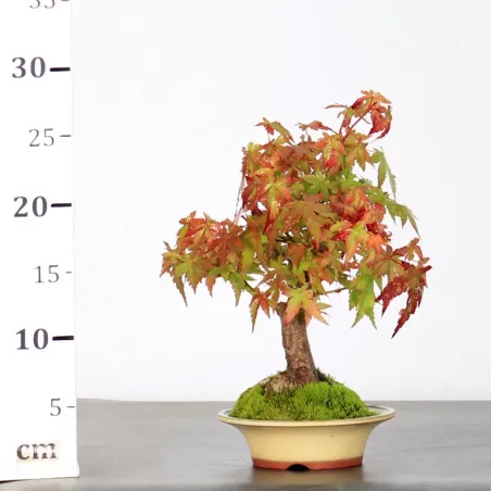image supplémentaire - AUTUMN OFFER ACER PALMATUM...