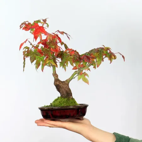 Bonsai Erable Palmatum APS-3-1